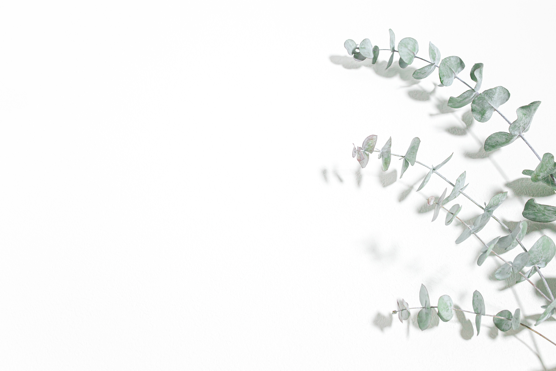 Eucalyptus, white background of refreshing plants.